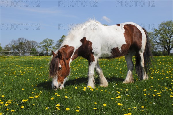 Tinker race horse