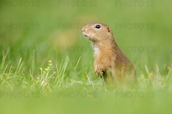 European ground squirrel