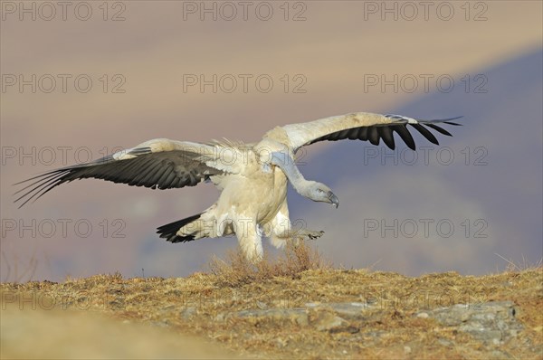 Cape vultures