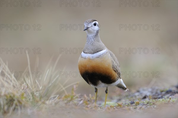 Eurasian dotterel