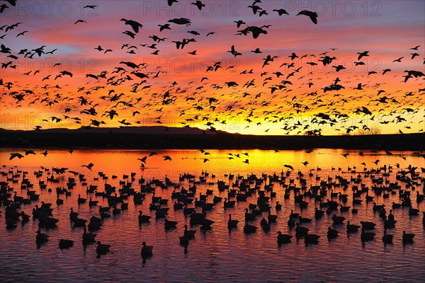 Many snow geese