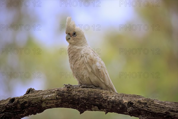 Little Corella