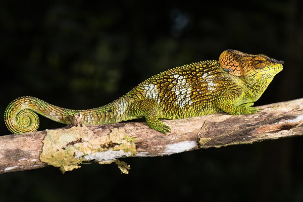 Mount Amber Shorthorn Chameleon