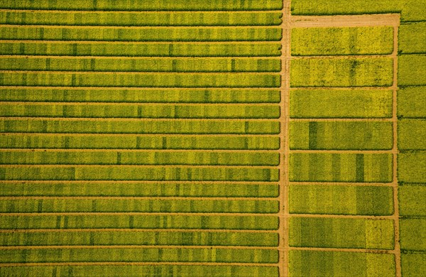 Rape field with divisions for test sowing