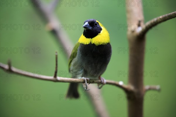 Cuban Finch