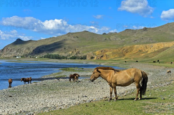 Herd of horses on the Orchon River