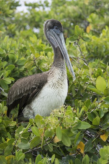 Galapagos Brown Pelican