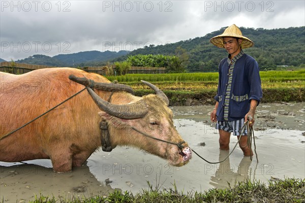 Rice farmer and water buffalo standing knee-deep in mud in a rice field