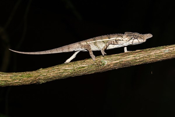 Male rhino chameleon