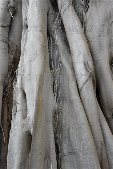 Moreton Bay fig trunks