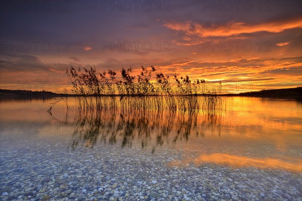 Reeds reflected in the Lake Geiseltalsee at sunrise