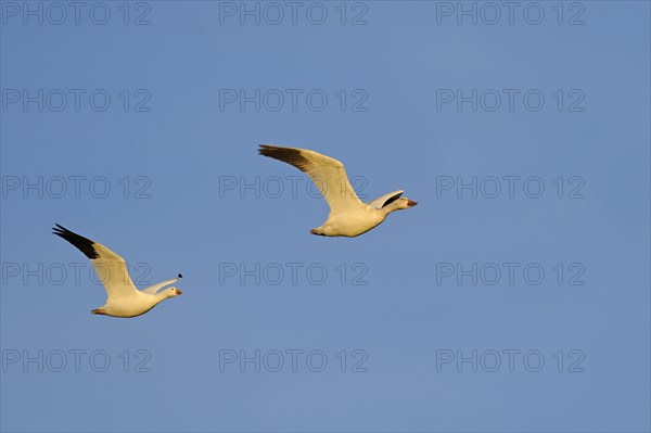 Snow Goose