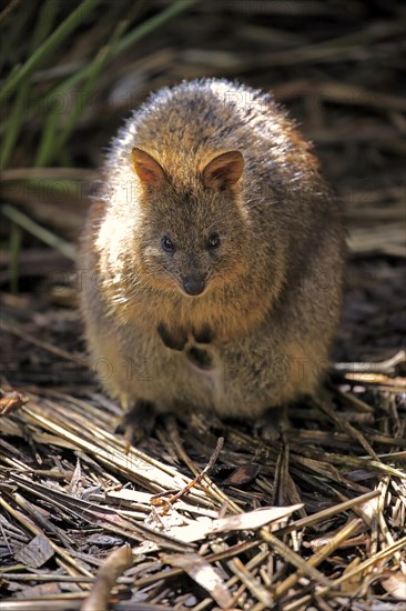 Quokka