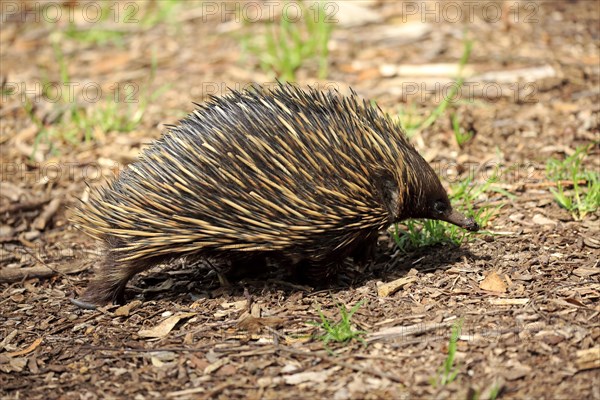 Short-beaked echidna