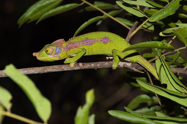 Rhino chameleon