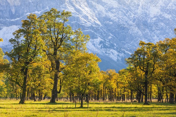 Mountain Maple