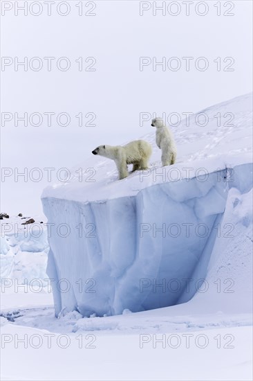 Polar bears