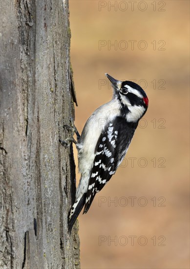 Downy woodpecker