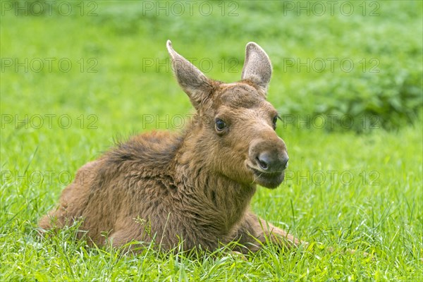 Young elk