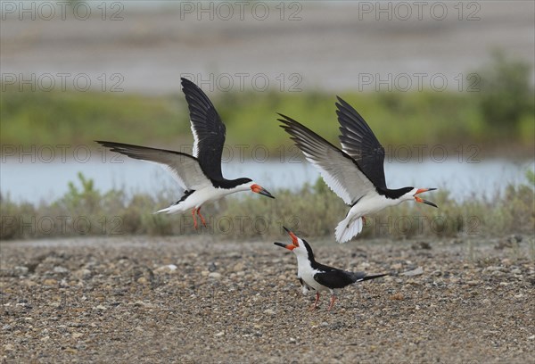 Black skimmer