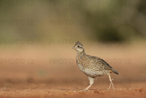 Northern Bobwhite