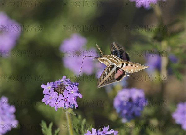 White-lined Sphinx