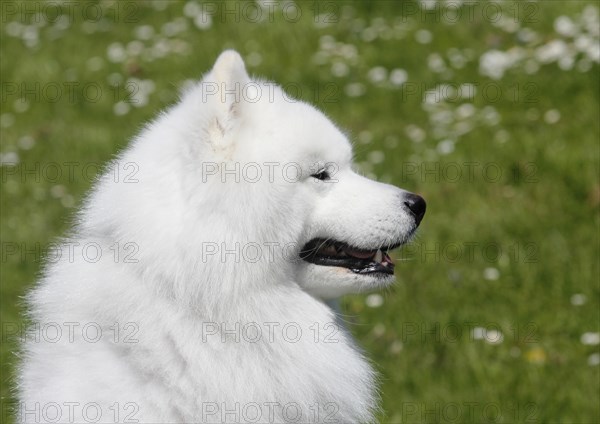 Samoyed