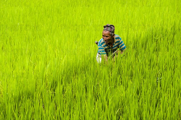 Man is working in green terrace rice fields