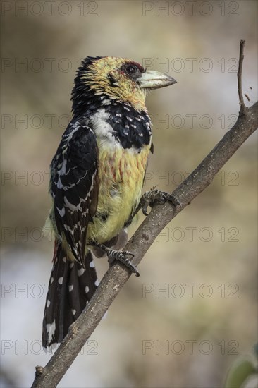 Crested barbet