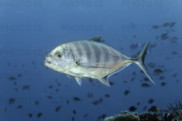 Blue trevally