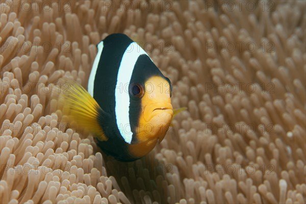 Clark's Anemonefish