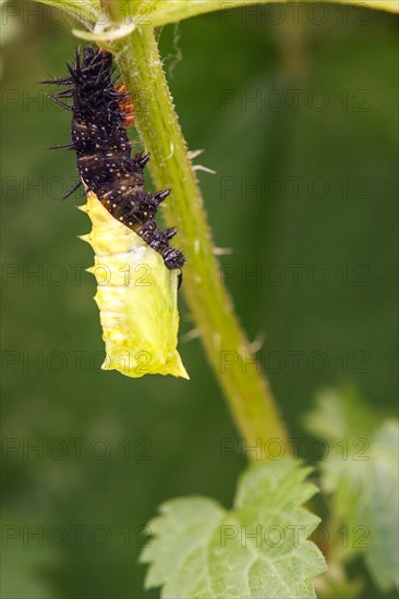 Caterpillar