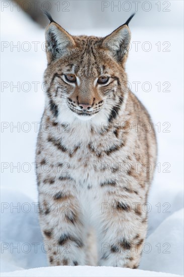 Eurasian lynx