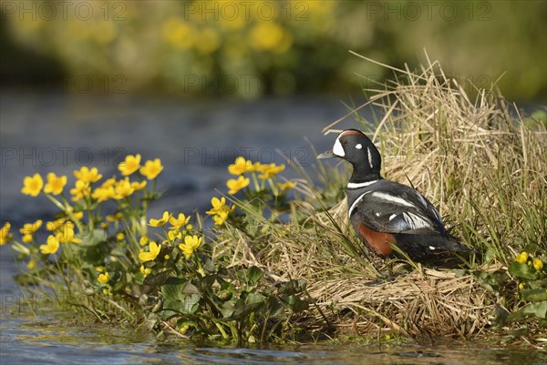 Harlequin duck