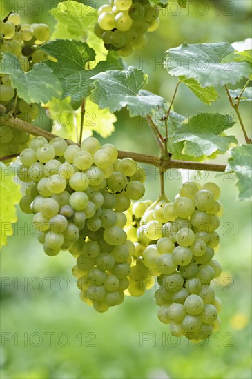 Close-up of grape vine with Riesling grapes near Bremm