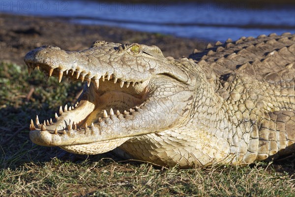 Nile crocodile