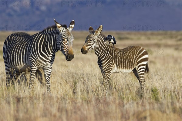 Cape mountain zebras