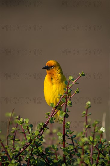 Cape weaver