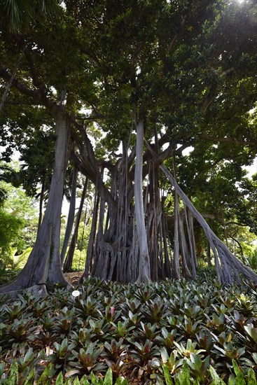 Moreton Bay fig trees at the Botanical Gardens