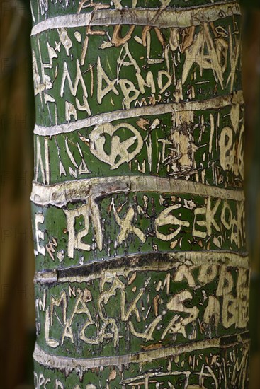 Carved initials in tree bark