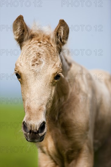 Palomino Morgan horse foal
