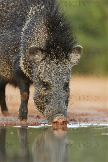 Collared Peccary