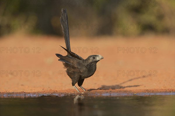 Groove-billed Ani