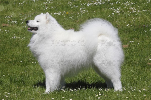 Samoyed