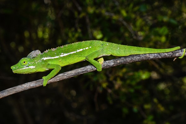 Belalanda chameleon