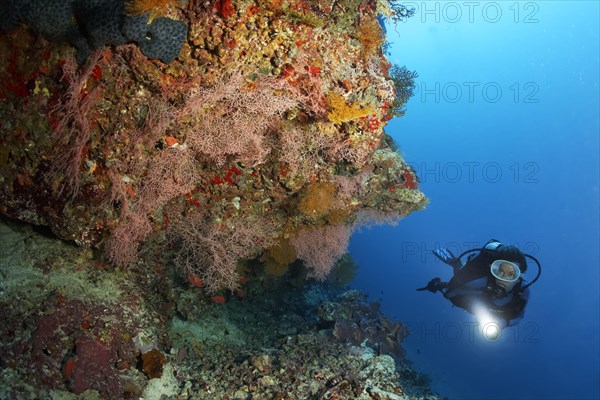 Diver viewing coral reef with sea fans