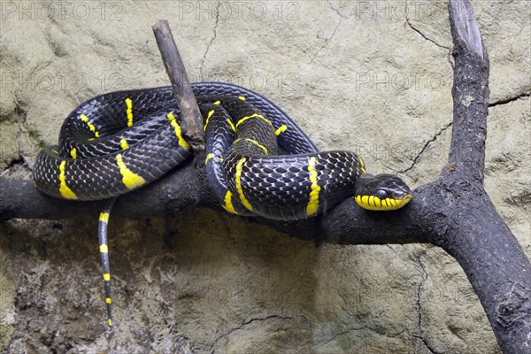 Mangrove tree snake