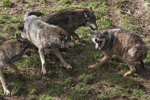 Fighting Wolves