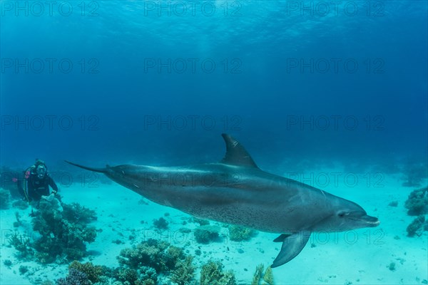 Bottlenose dolphin