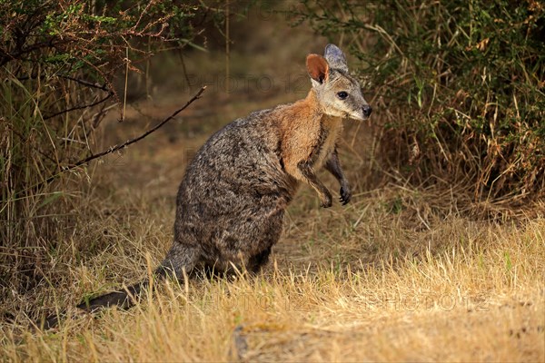 Tammar wallaby